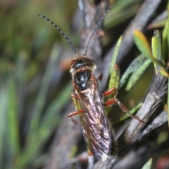 Eirone sp. (genus) (A flower wasp) at Canberra Central, ACT - 7 Aug 2023 by Harrisi