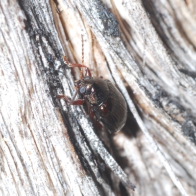 Rhyparida sp. (genus) (Leaf beetle) at Canberra Central, ACT - 7 Aug 2023 by Harrisi