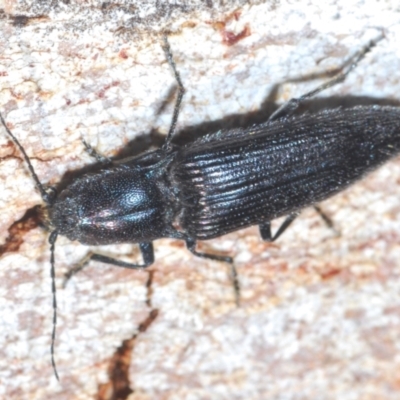Crepidomenus fulgidus (Click beetle) at Canberra Central, ACT - 7 Aug 2023 by Harrisi