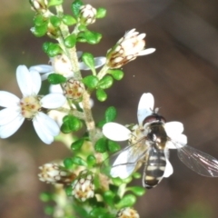 Melangyna sp. (genus) (Hover Fly) at Bruce, ACT - 9 Aug 2023 by Harrisi