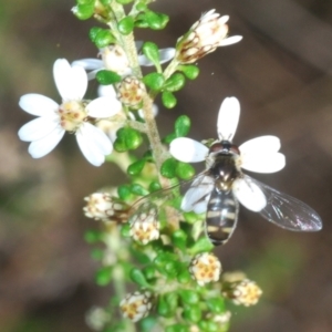 Melangyna sp. (genus) at Bruce, ACT - 9 Aug 2023