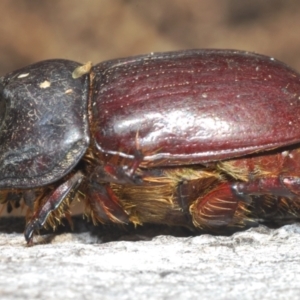 Dasygnathus sp. (genus) at Bruce, ACT - 9 Aug 2023