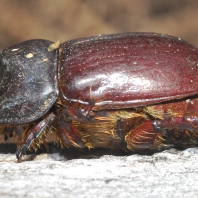 Dasygnathus sp. (Rhinoceros beetle) at Bruce, ACT - 9 Aug 2023 by Harrisi
