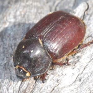 Dasygnathus sp. (genus) at Bruce, ACT - 9 Aug 2023