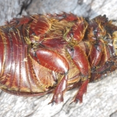 Dasygnathus sp. (genus) at Bruce, ACT - 9 Aug 2023