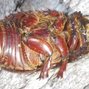 Dasygnathus sp. (genus) at Bruce, ACT - 9 Aug 2023