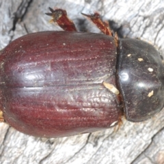 Dasygnathus sp. (genus) at Bruce, ACT - 9 Aug 2023