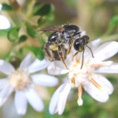 Lasioglossum (Chilalictus) sp. (genus & subgenus) (Halictid bee) at Bruce Ridge - 9 Aug 2023 by Harrisi