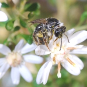 Lasioglossum (Chilalictus) sp. (genus & subgenus) at Bruce, ACT - 9 Aug 2023 01:53 PM