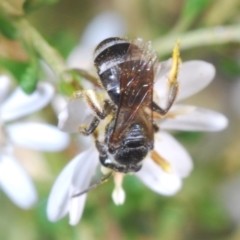 Lasioglossum (Chilalictus) sp. (genus & subgenus) at Bruce, ACT - 9 Aug 2023 01:53 PM