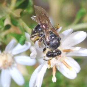 Lasioglossum (Chilalictus) sp. (genus & subgenus) at Bruce, ACT - 9 Aug 2023 01:53 PM