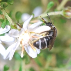 Lasioglossum (Chilalictus) sp. (genus & subgenus) at Bruce, ACT - 9 Aug 2023 01:53 PM