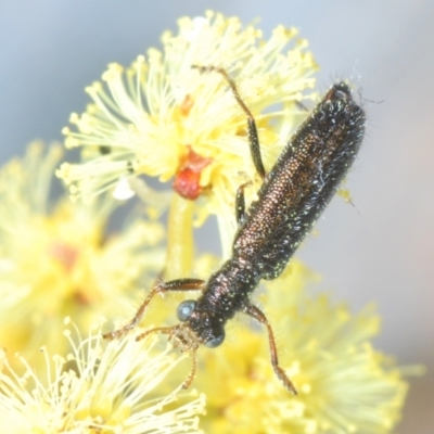 Lemidia sp. (genus) (Clerid beetle) at Aranda Bushland - 9 Aug 2023 by Harrisi