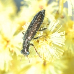 Lemidia sp. (genus) at Aranda Bushland - 9 Aug 2023