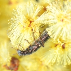 Lemidia sp. (genus) at Aranda Bushland - 9 Aug 2023