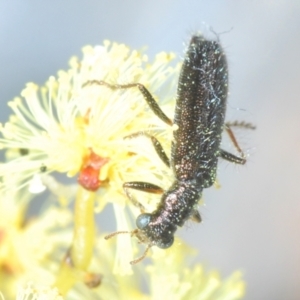 Lemidia sp. (genus) at Aranda Bushland - 9 Aug 2023