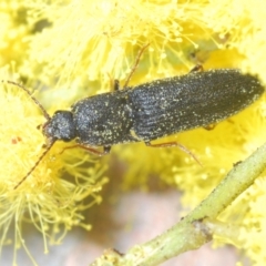 Elateridae (family) (Unidentified click beetle) at Belconnen, ACT - 9 Aug 2023 by Harrisi