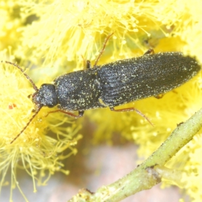 Elateridae (family) (Unidentified click beetle) at Belconnen, ACT - 9 Aug 2023 by Harrisi