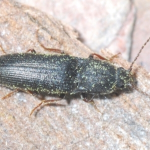 Elateridae sp. (family) at Aranda Bushland - 9 Aug 2023