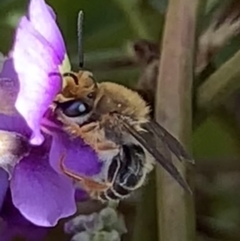 Trichocolletes sp. (genus) (Spring Bee) at Mount Annan, NSW - 9 Aug 2023 by JudeWright