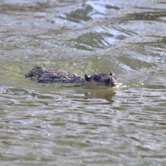 Hydromys chrysogaster (Rakali or Water Rat) at JER530: JWs - Silt Trap North - 9 Aug 2023 by RodDeb