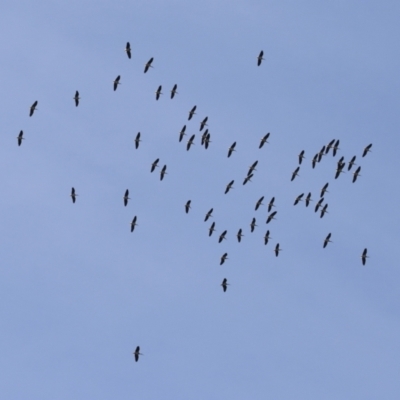 Threskiornis spinicollis (Straw-necked Ibis) at Fyshwick, ACT - 9 Aug 2023 by RodDeb