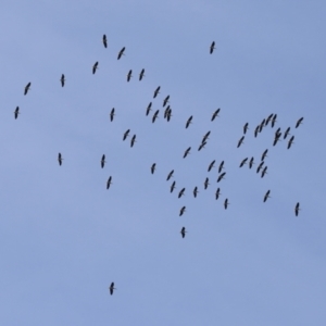 Threskiornis spinicollis at Fyshwick, ACT - 9 Aug 2023