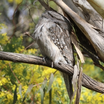 Podargus strigoides (Tawny Frogmouth) at Fyshwick, ACT - 9 Aug 2023 by RodDeb