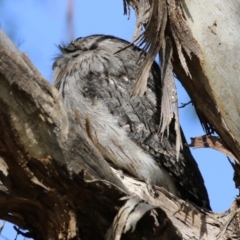 Podargus strigoides at Fyshwick, ACT - 9 Aug 2023