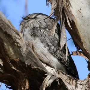 Podargus strigoides at Fyshwick, ACT - 9 Aug 2023