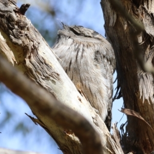 Podargus strigoides at Fyshwick, ACT - 9 Aug 2023