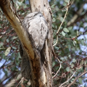 Podargus strigoides at Fyshwick, ACT - 9 Aug 2023