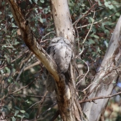 Podargus strigoides at Fyshwick, ACT - 9 Aug 2023