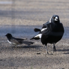 Rhipidura leucophrys at Fyshwick, ACT - 9 Aug 2023