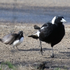 Rhipidura leucophrys at Fyshwick, ACT - 9 Aug 2023