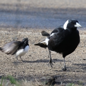 Rhipidura leucophrys at Fyshwick, ACT - 9 Aug 2023