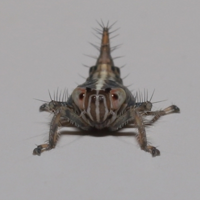 Cicadellidae (family) at Wellington Point, QLD - 9 Aug 2023 by TimL