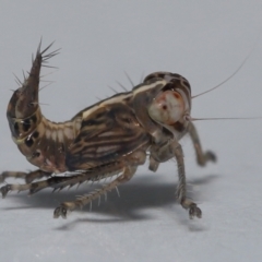 Cicadellidae (family) at Wellington Point, QLD - suppressed