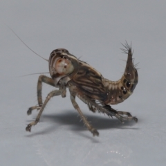 Cicadellidae (family) at Wellington Point, QLD - suppressed