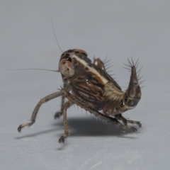 Cicadellidae (family) at Wellington Point, QLD - suppressed