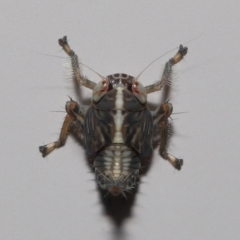 Cicadellidae (family) at Wellington Point, QLD - suppressed