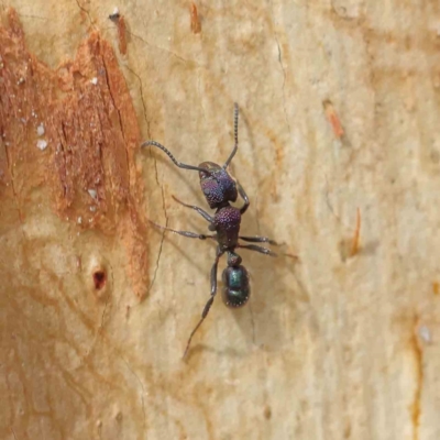 Rhytidoponera metallica (Greenhead ant) at Sullivans Creek, Turner - 8 Apr 2023 by ConBoekel