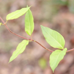 Lonicera japonica (Japanese Honeysuckle) at Turner, ACT - 8 Apr 2023 by ConBoekel