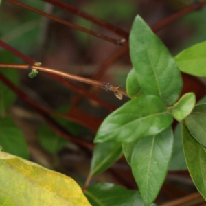 Lonicera japonica at Turner, ACT - 8 Apr 2023