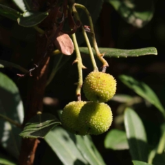 Arbutus unedo (Strawberry Tree) at Sullivans Creek, Turner - 8 Apr 2023 by ConBoekel