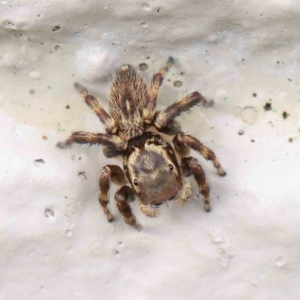 Maratus griseus at Turner, ACT - 8 Apr 2023 03:24 PM