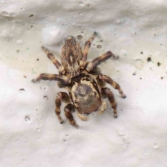 Maratus griseus (Jumping spider) at Turner, ACT - 8 Apr 2023 by ConBoekel