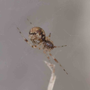 Theridiidae (family) at Turner, ACT - 8 Apr 2023