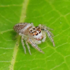 Opisthoncus grassator (Jumping spider) at City Renewal Authority Area - 8 Apr 2023 by ConBoekel