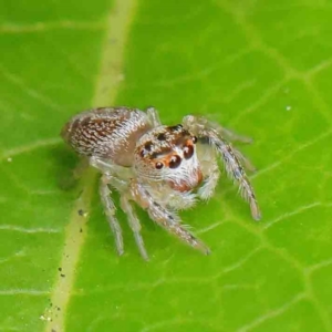 Opisthoncus grassator at Turner, ACT - 8 Apr 2023 02:38 PM